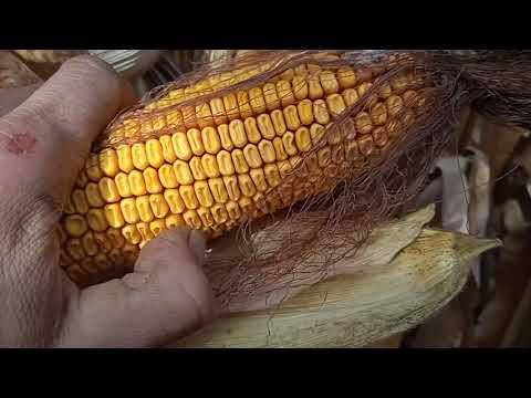 Видео: Огляд демо ділянки кукурудзи Сингента