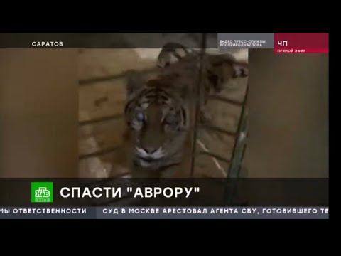 Видео: Слепая Тигрица из Саратова! Большой Выпуск ! Аврора в Доме Тигра!