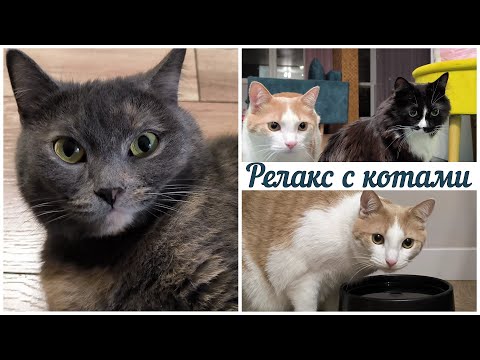 Видео: Кототерапия