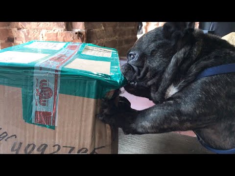 Видео: Лос-Анджелес на связи. Посылка для Олега