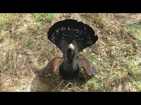 Видео: Глухарь боец