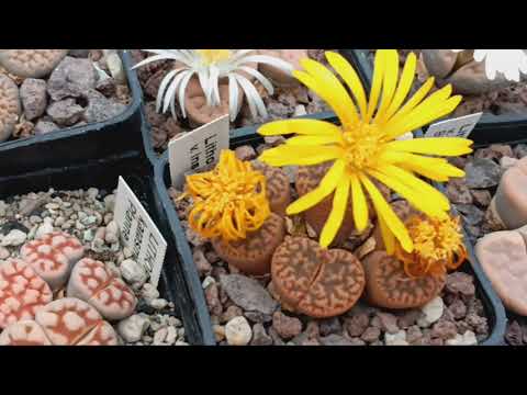 Видео: Обзор литопсов в ноябре.Кактусы.