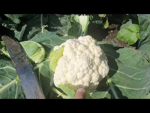 Видео: Овощи Растут. Цветная капуста Фридом F1
