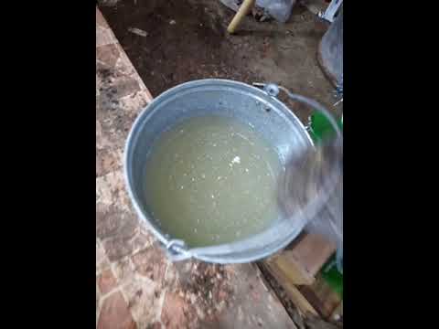 Видео: самый дешёвый способ разведения черной львинки.