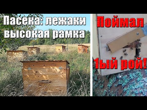 Видео: Осмотр пасеки. Поймал 1ый рой. Разговор про технологию. Ставлю биотуалет на пасеке.