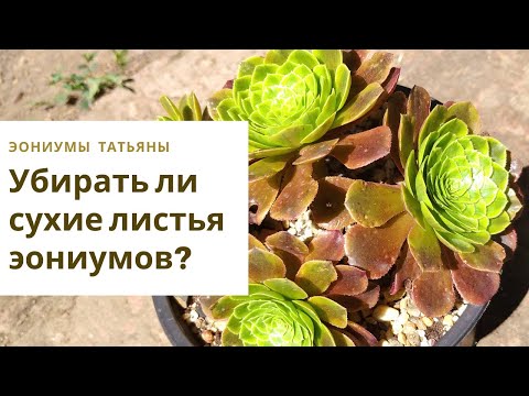 Видео: 26. Убирать ли сухие листья у эониумов? Уход в домашних условиях