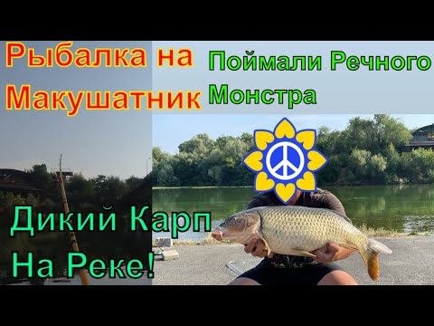 Видео: Днепр🔥Ловля Дикого Карпа на Макушатник🔥Как Поймать Карпа🔥Ловля Сазана на  Днепре🔥Крутая Рыбалка