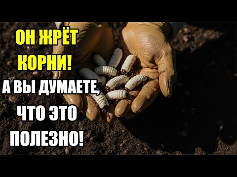 Видео: Как личинки хруща уничтожают урожай — ошибки садоводов и способы спастись осенью!