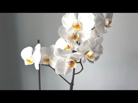 Видео: ДЕКАБРЬ - год без покупок - НАЧАЛО