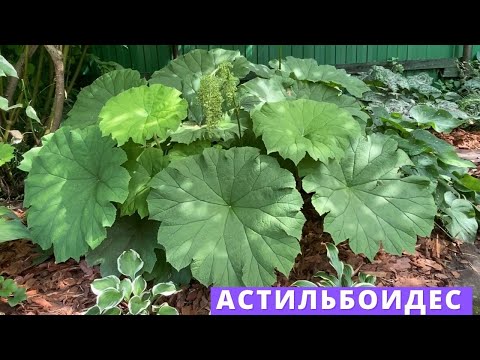 Видео: Крупный астильбоидес пластинчатый, в моем саду