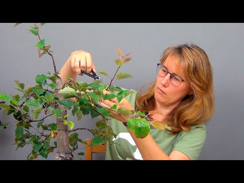 Видео: Бонсай из яблони (ч.3).