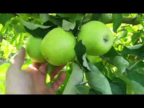 Видео: Стан саду в серпні, увесь урожай на переробку