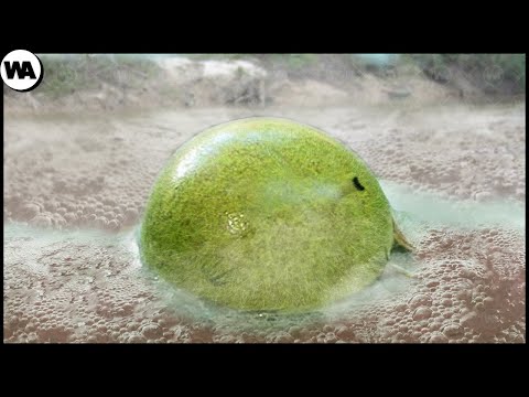 Видео: Места Амазонки, В Которых Ты Умрешь С Вероятностью 99%