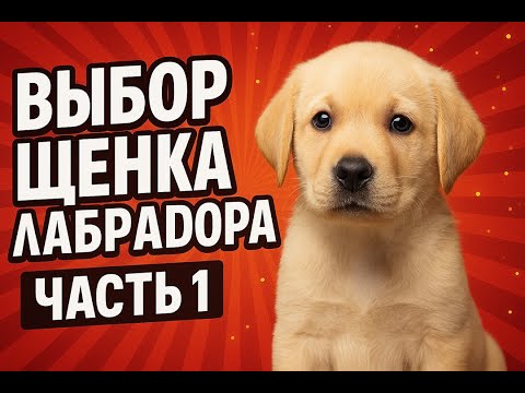 Видео: Как выбрать щенка лабрадора? Часть 1.