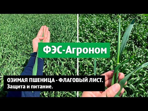 Видео: Озимая пшеница - флаговый лист. Защита и питание