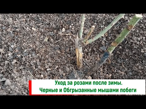 Видео: Уход за розами после зимы. Черные и Обгрызанные мышами побеги. Питомник 🌹 и 🌲 Е. Иващенко