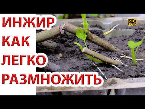 Видео: Как размножить инжир черенками. Укоренение осенью