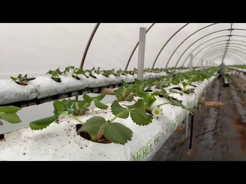 Видео: Целогодишни ягоди сорт Фламенко и ранни ягоди сорт Вибрант 2 седмици след засаждане 14.04