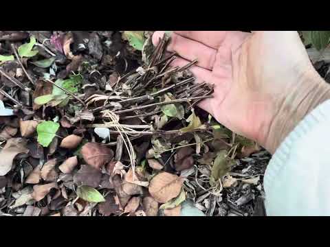 Видео: Как укрыть клематисы на зиму?