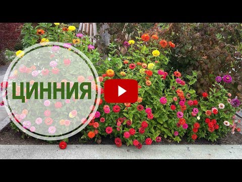 Видео: Что посадить в саду? 🌺 Цинния ➡ Особенности выращивания от hitsadTV