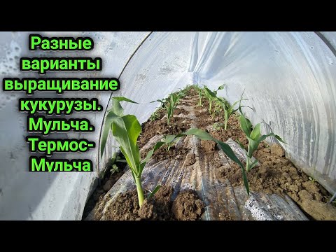 Видео: Как правильно садить сладкую кукурузу для бизнеса. Мульча и термос- мульча. Обзор