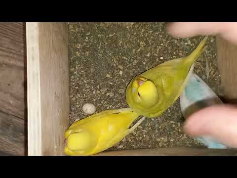 Видео: Радужные волнистые попугаи. Вместе с вами подберём попугаев для разведения.