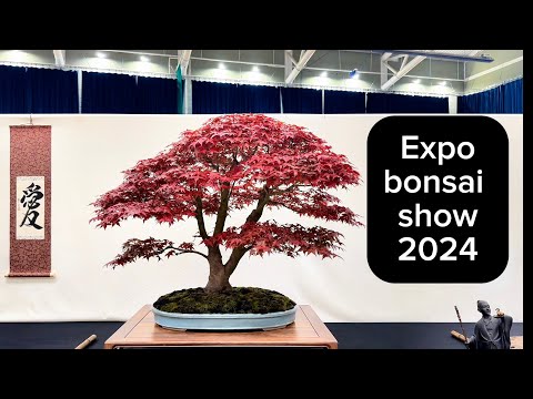 Видео: Выставка бонсай Expo 2024 #new #trending #bonsaiuk #bonsaiusa #bonsaijapan #japan