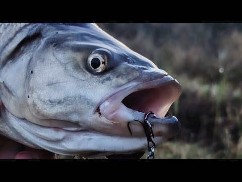 Видео: Охота за Октябрьским Жерехом. Река Неман. 