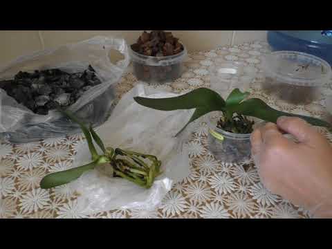 Видео: 🔵 5 ПРИЧИН, почему я так САЖАЮ ПОДРОСТКИ ОРХИДЕЙ...