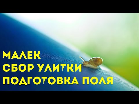 Видео: Сбор улитки, малёк и подготовка поля | Улиточная ферма | Muller | Maxima | Улитки бизнес |