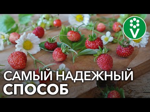 Видео: Выращивание ЗЕМЛЯНИКИ ИЗ СЕМЯН. Отличный урожай в год посева!