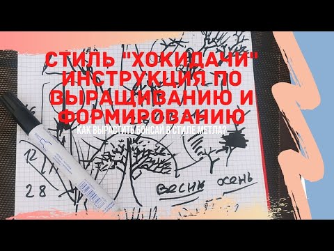 Видео: Стили бонсай. Как вырастить бонсай в стиле Хокидачи (Hokidachi) - "метла"? Hokidachi bonsai style