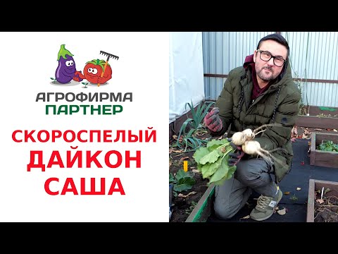 Видео: СКОРОСПЕЛЫЙ ДАЙКОН САША
