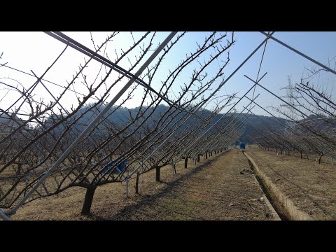 Видео: #ФруктовыйСад.Весной