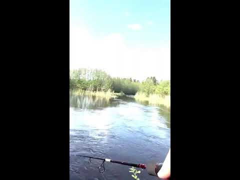 Видео: Рибалка на Дніпрі 🎣 Трофей, який ледь витягли! Пишіть в комента який найбльший вас трофей