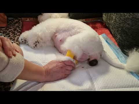 Видео: Первые роды у собаки. Начало💓 PATRICIA💓 #kennel_BrightStarDog #bichon_kp #puppybichonfrise #родысуки