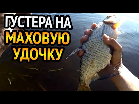 Видео: Густера одна за одной на рагуль. Рыбалка на маховую удочку
