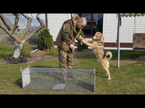 Видео: ЖИВОЛОВКА НА ЛАСКУ, КУНИЦУ, КРОЛИКА, ЛИСУ, ЗАЙЦА.