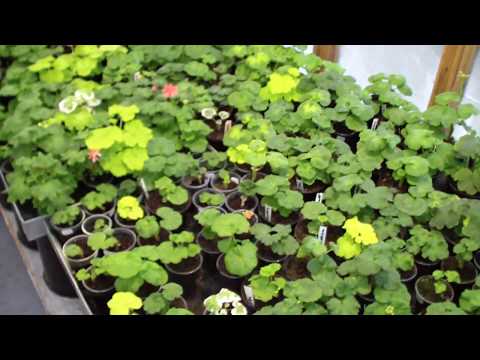 Видео: Зимовка пеларгоний  сезон 2019 года