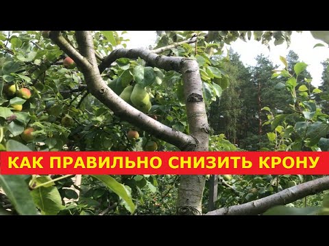 Видео: Снижение высоты плодовых деревьев - правильно и вовремя