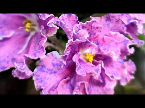 Видео: Мои цветущие фиалочки в октябре 🌺🌺🌺 + мои новинки ☺