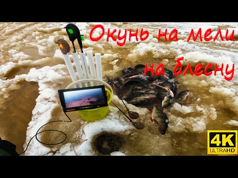 Видео: Ловля окуня зимой. Зимняя блесна листик 27 мм на мели. Секуха.