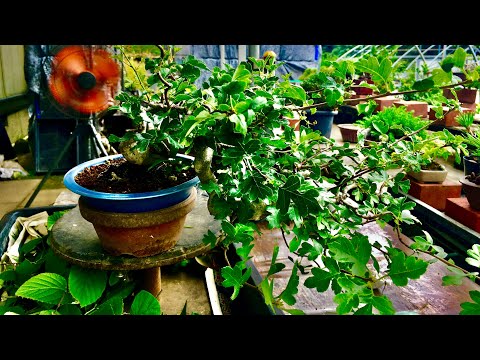 Видео: Бонсай из боярышника в пределах 5 см, что невозможно, плодоносит. Дифференциация