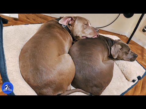 Видео: Два бездомных питбуля отказывались расставаться... пока семья не забрала их обоих домой