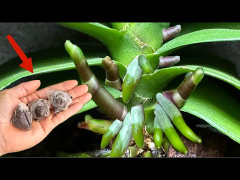 Видео: Просто поместите его под орхидею! Она тут же расцветёт множеством новых цветов.