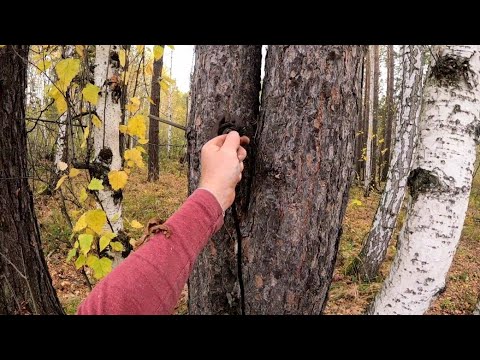 Видео: Находка в Лесу