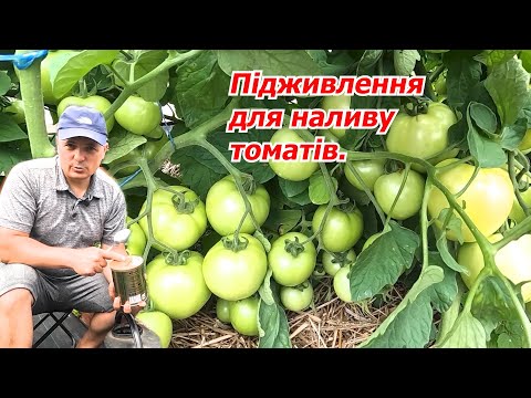 Видео: Підживлення томатів для швидкого наливу плодів.