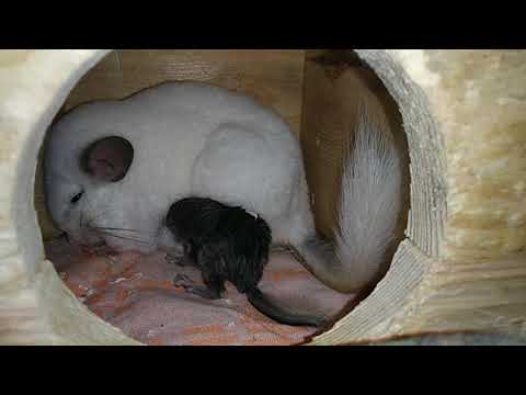 Видео: Нужно ли отсаживать самца, если шиншилла родила#1