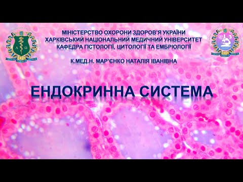 Видео: Ендокринна система. Гістологія