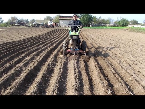 Видео: Посадка чеснока (воздушка)